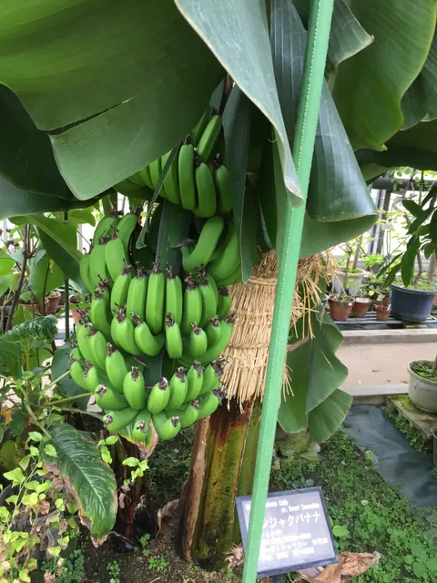 Medical Plant Garden of Hoshi University