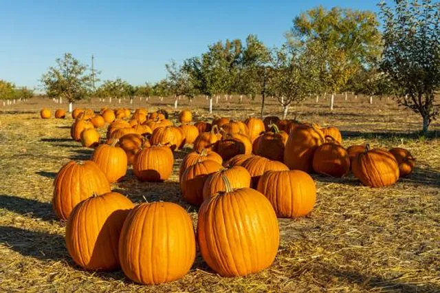 Zámecký park Liblice