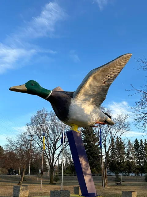 World's Largest Mallard Duck