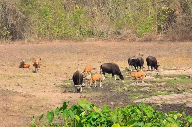 Huai Kha Khaeng Wildlife Sanctuary