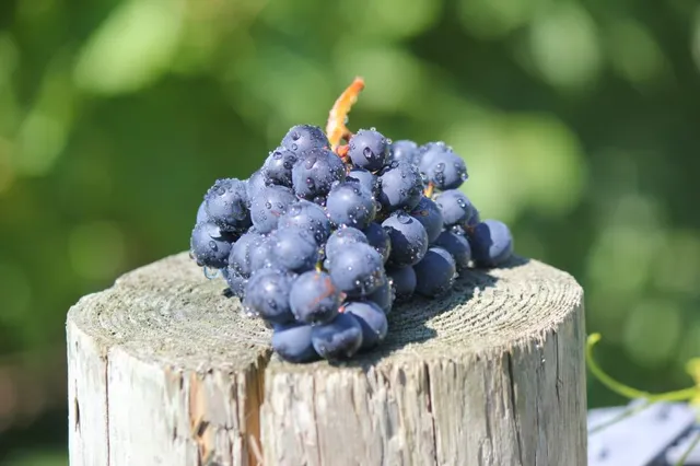 River View Vineyard & Winery