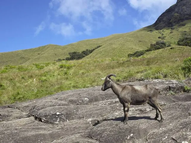Eravikulam National Park