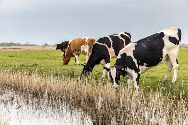 Speicherkoog Dithmarschen