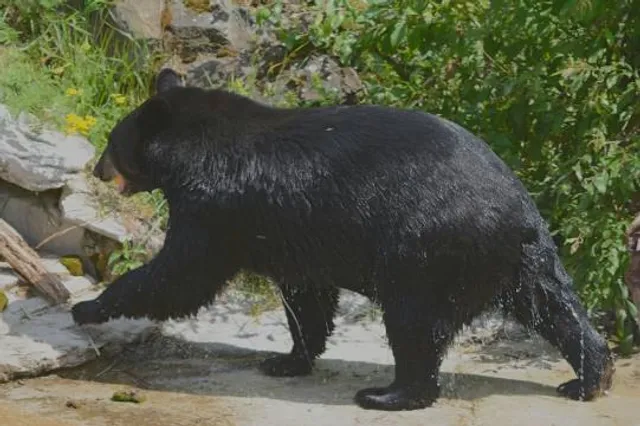 North American Bear Center