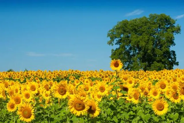 Sunflower Field