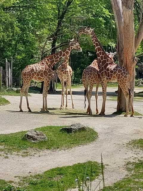 Giraffe savannah, Hellabrunn Zoo
