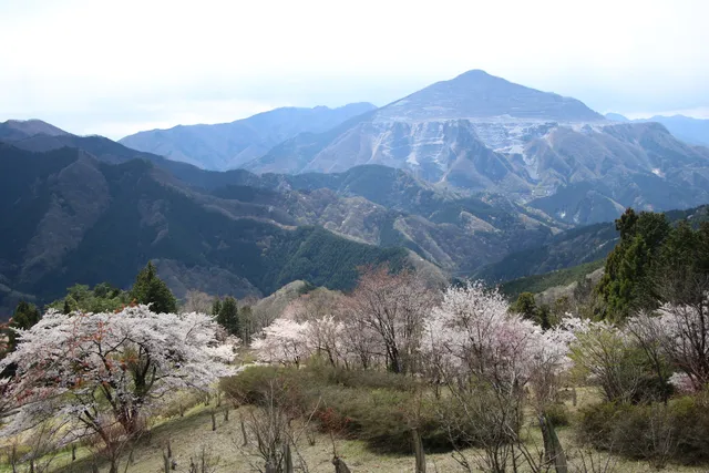 あしがくぼ山の花道