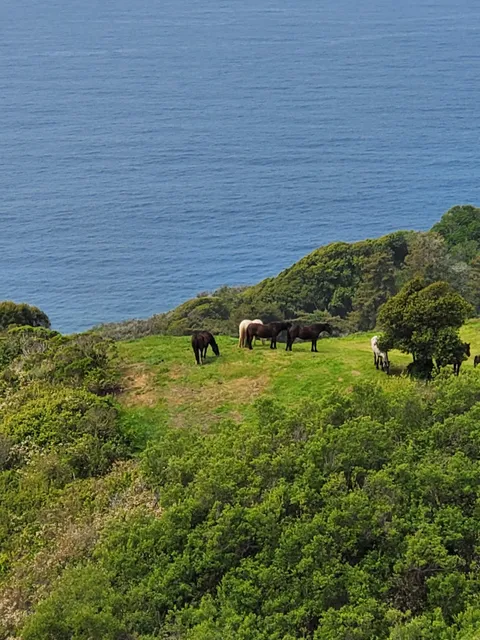 Pfeiffer Big Sur State Park