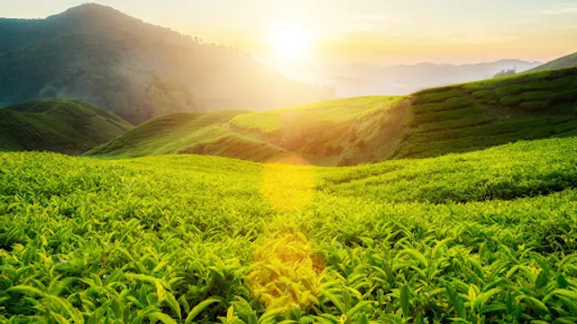 Sugandh Tea Pvt. Ltd.