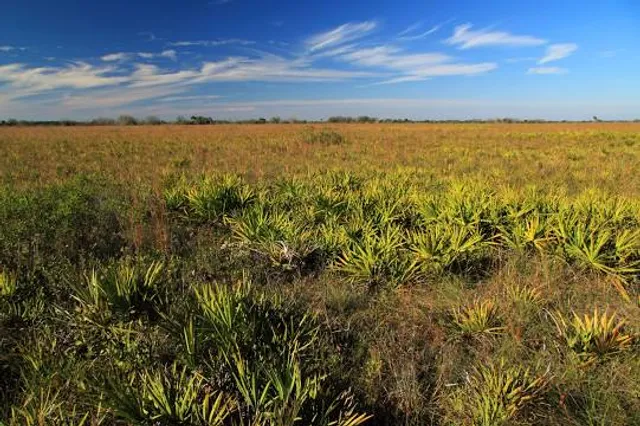 Kissimmee Prairie Preserve State Park