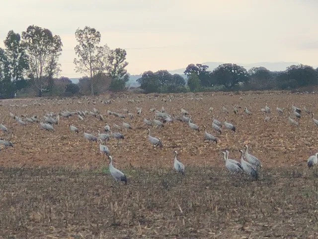 Periurbano de Conservación y Ocio Dehesa de Moheda Alta Park