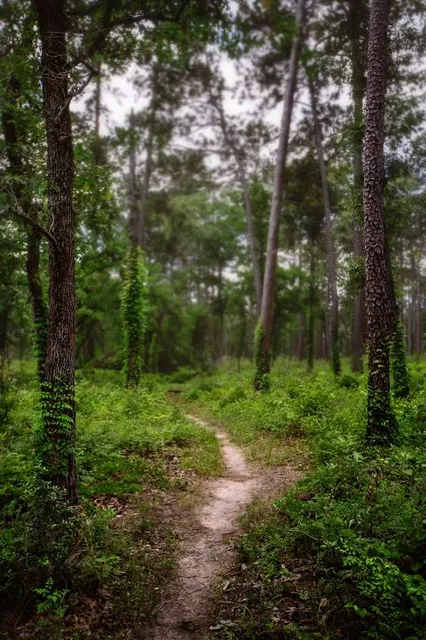 Lone Star Hiking Trail - Trailhead #9