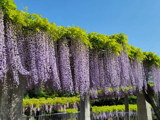 Fuji no Saku Oka Park