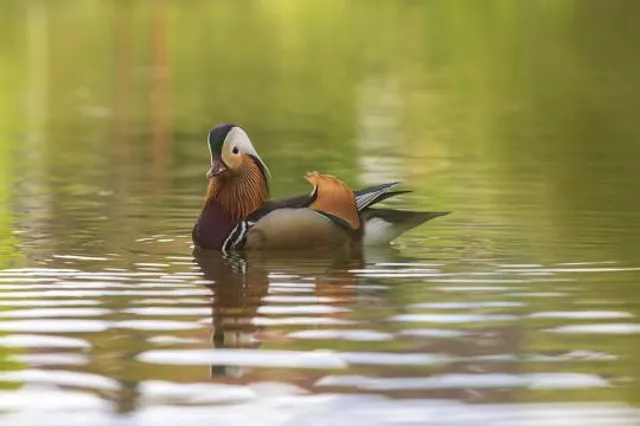 Lago Mandarino Pesca Sportiva
