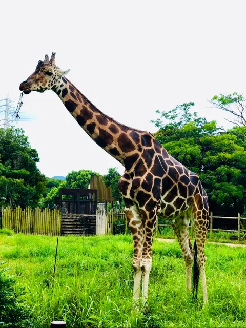 Itôzu no mori Park