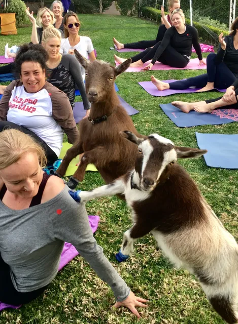 Hello Critter Goat Yoga