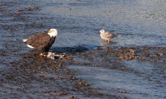 Eagle Run Vista Point