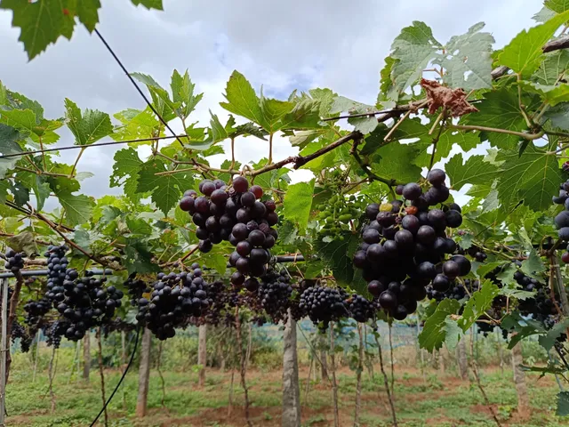 MSR Grapes Garden