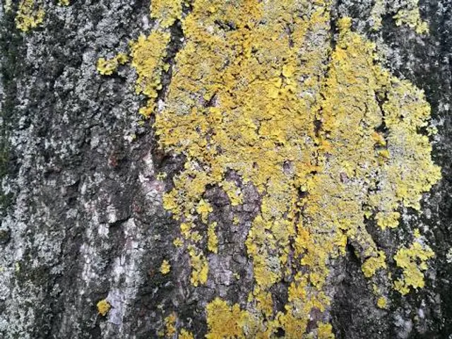 Dien Bien Phu Campaign Command Headquarters