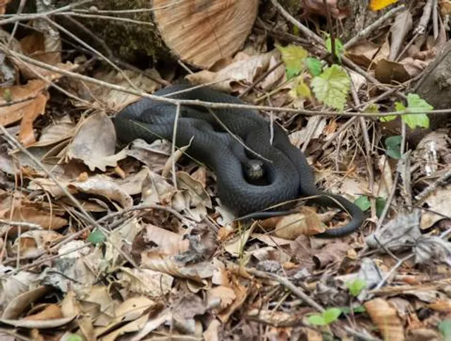 Latham-Whitehurst Nature Park