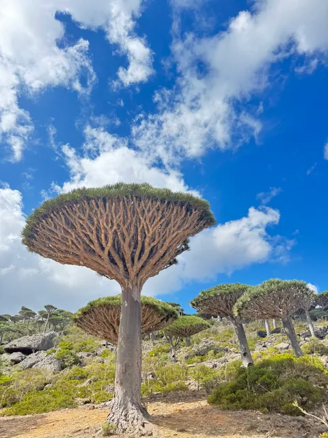 Campsite Firmihin Forest