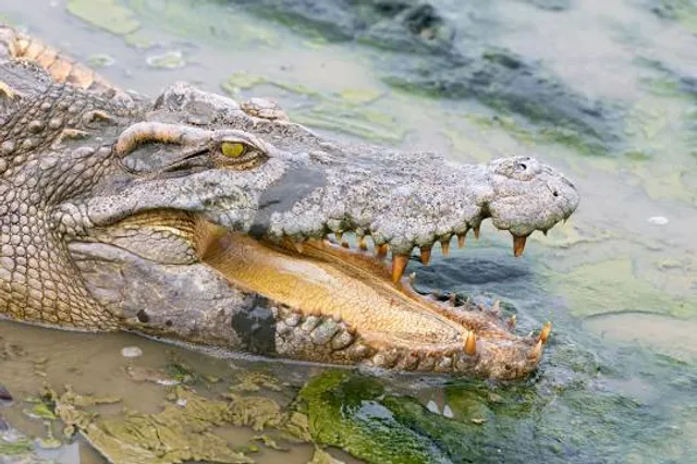 Dubai Crocodile Park