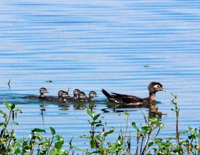 Bird Conservancy of the Rockies