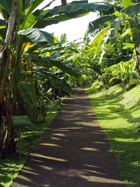 Musée De La Banane