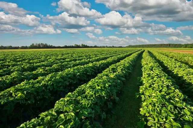 Tore talu - Sarapiku