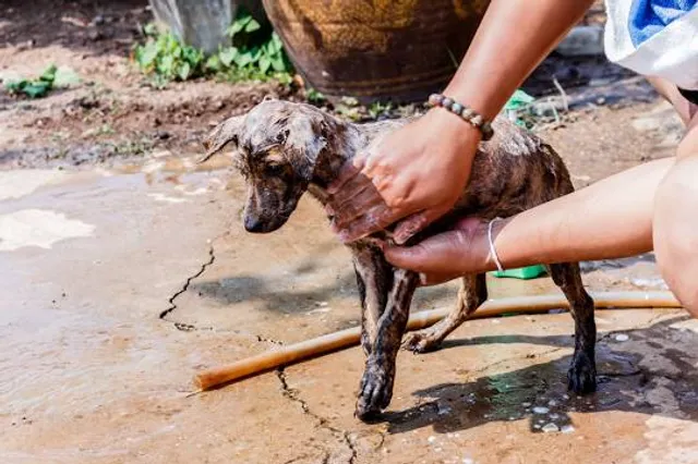 San Leonardo de Yagüe
