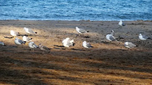 Waukegan Municipal Beach