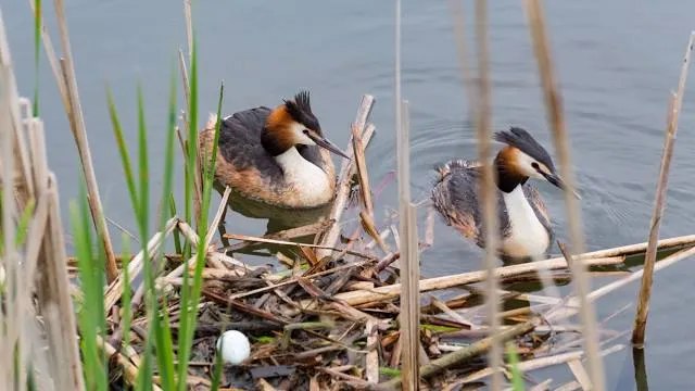 Klosterinsel Bordesholm
