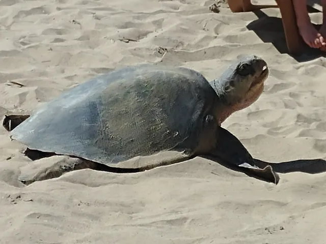Sea Turtle Sanctuary at Vidanta Nuevo Nayarit