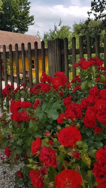 photo-1