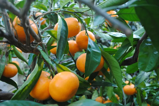 Apartments Samec, Rooms Romana Samec