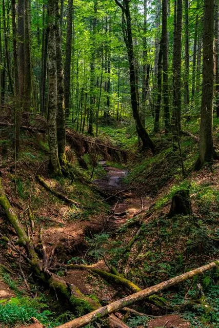 Природни резерват Црвени поток