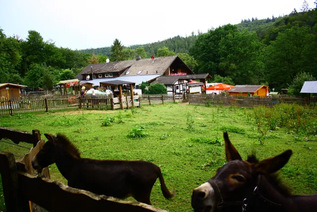 Rose Melsungen-Röhrenfurth Zoo
