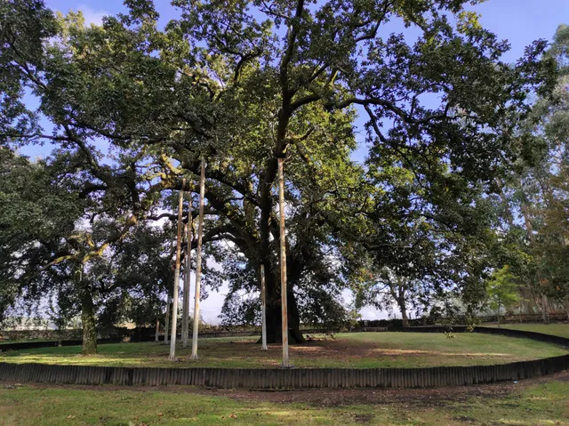 Calvos Oak