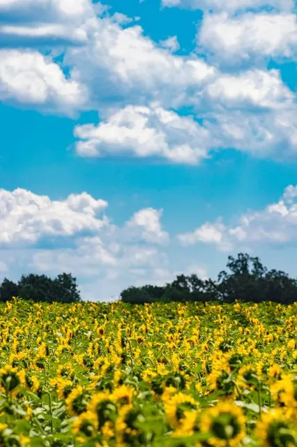 Cheongna Ecological Park