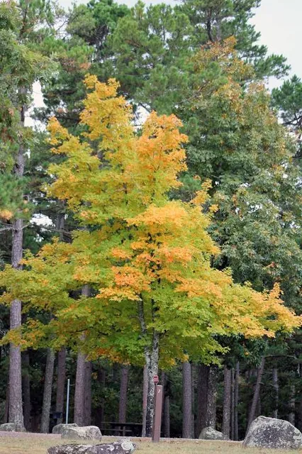 Mount Nebo State Park