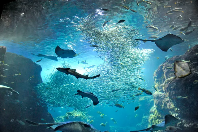 Enoshima Aquarium