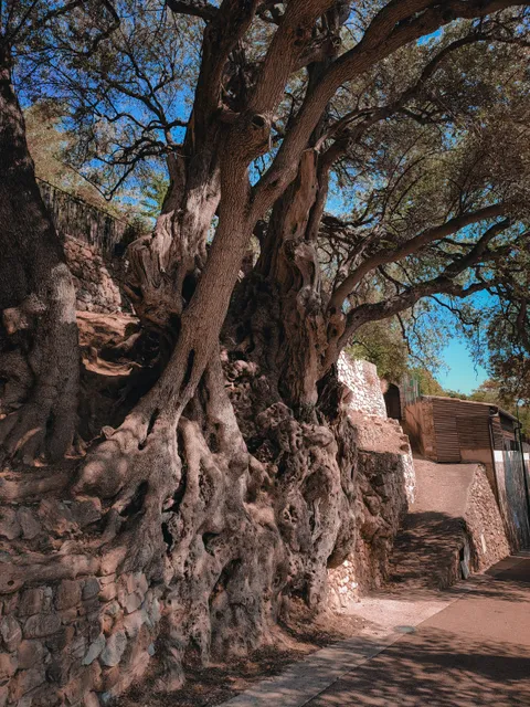 Olivier Millénaire de Roquebrune-Cap-Martin