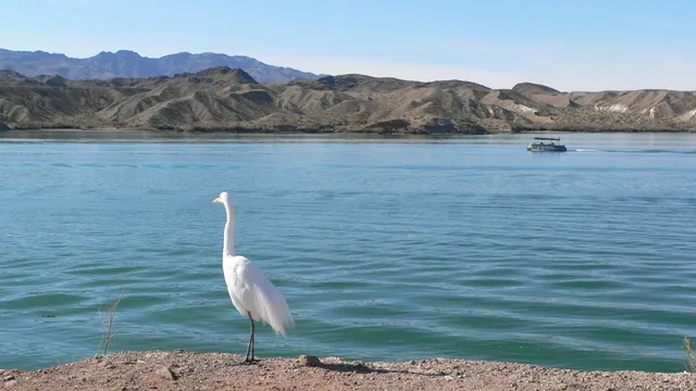 Dive Site 5 - Lake Havasu