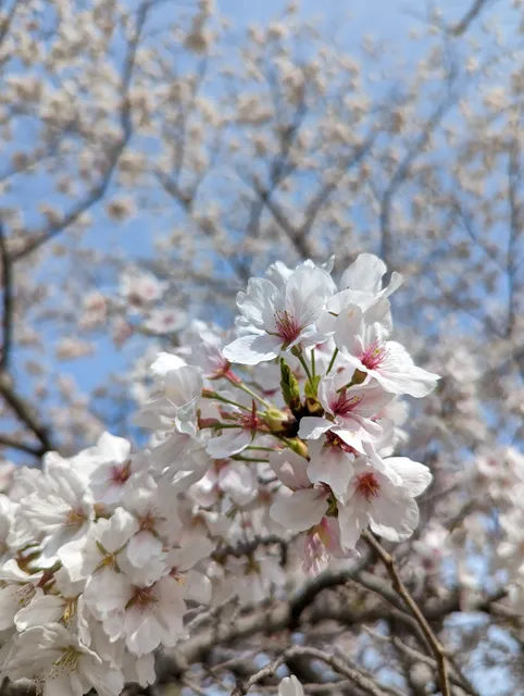 Seikachoritsuiketani Park