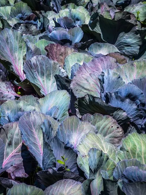 Volcanic caves Huilo Huilo