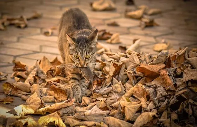 Norfork National Fish Hatchery - Hatchery Office