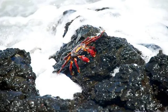 Mirador de la Gualta