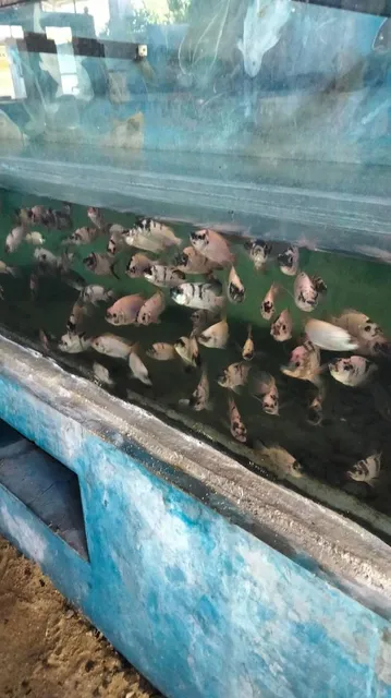 Penangkaran Penyu Bali Tanjung Benoa