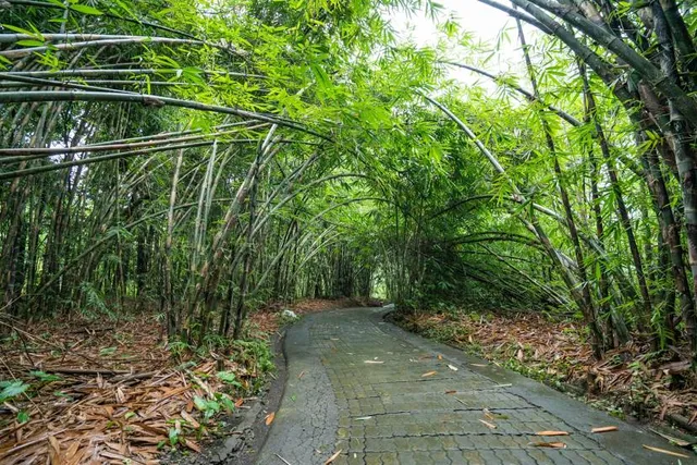 Bamboo Forest At Penglipuran Village