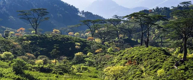 Knuckles Forest Reserve